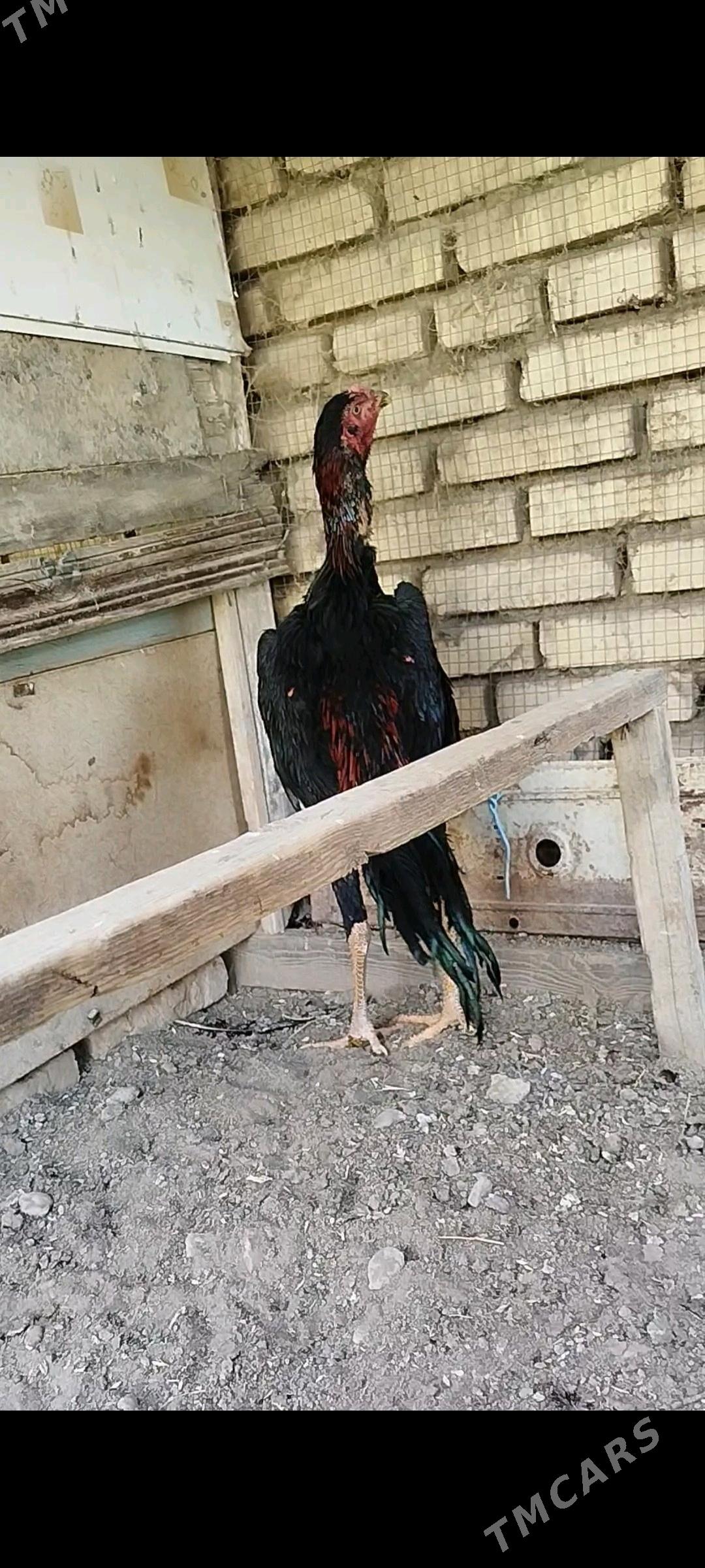 horaz - Murgap - img 4