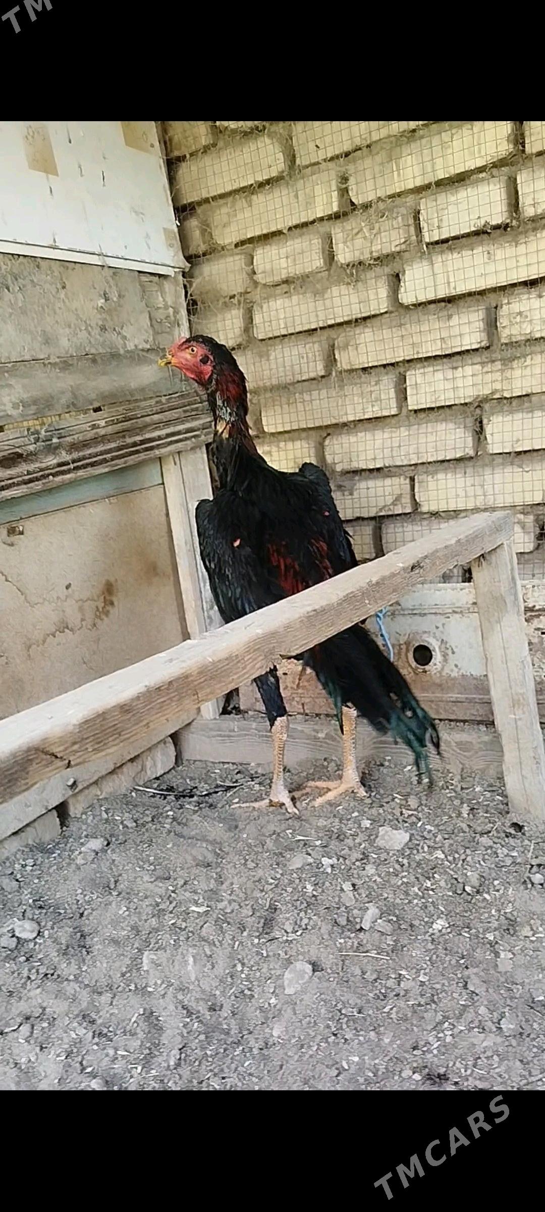 horaz - Murgap - img 2