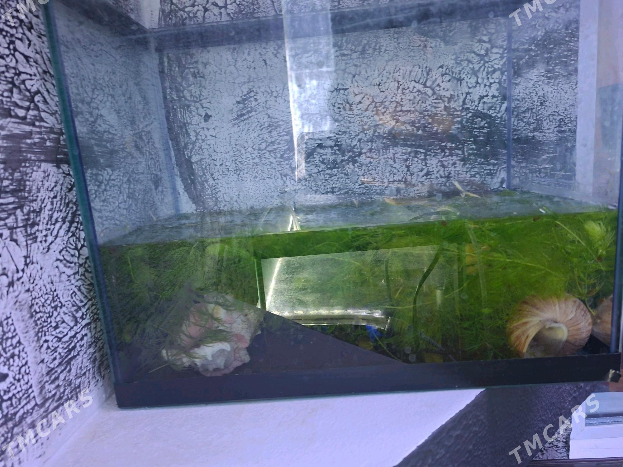 Аквариум - Büzmeýin GRES - img 1