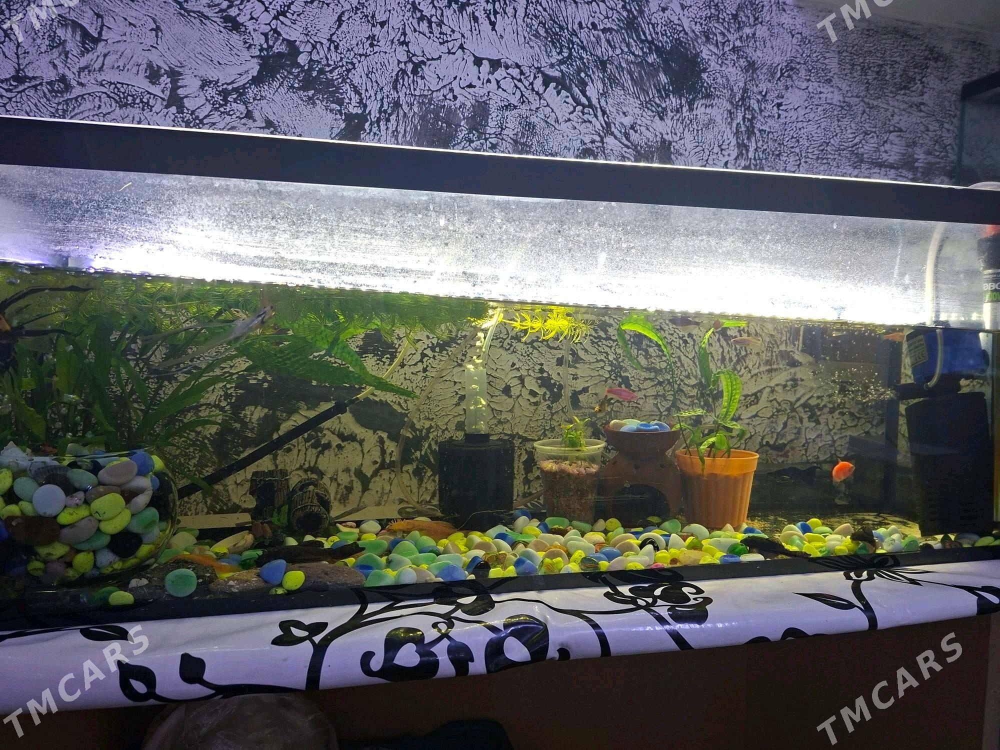 Аквариум - Büzmeýin GRES - img 4