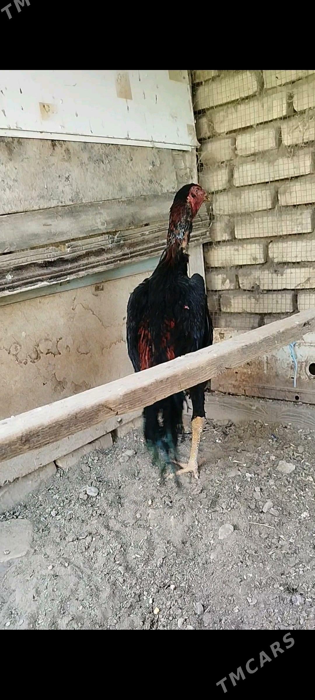 horaz - Murgap - img 3