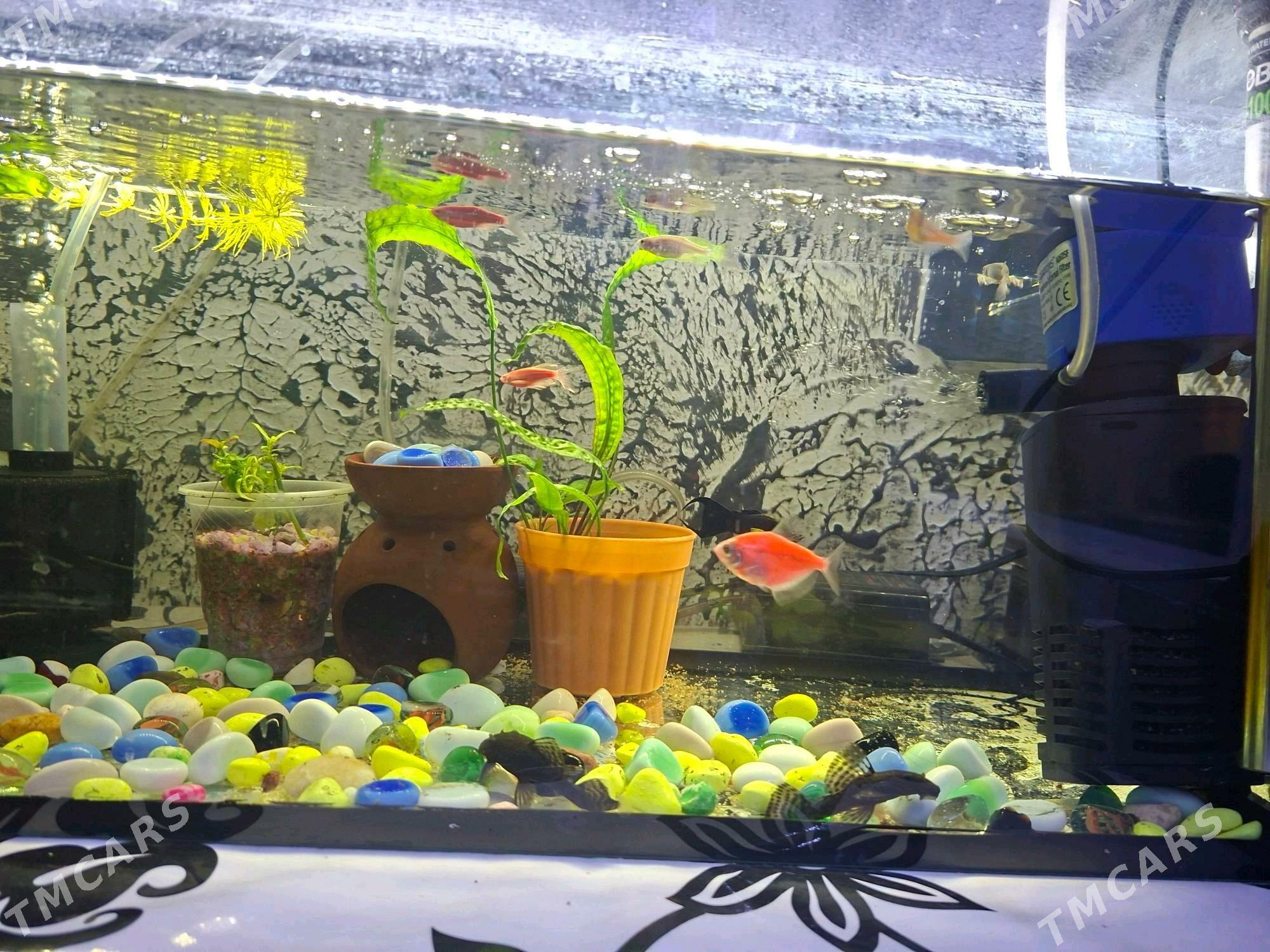 Аквариум - Büzmeýin GRES - img 3