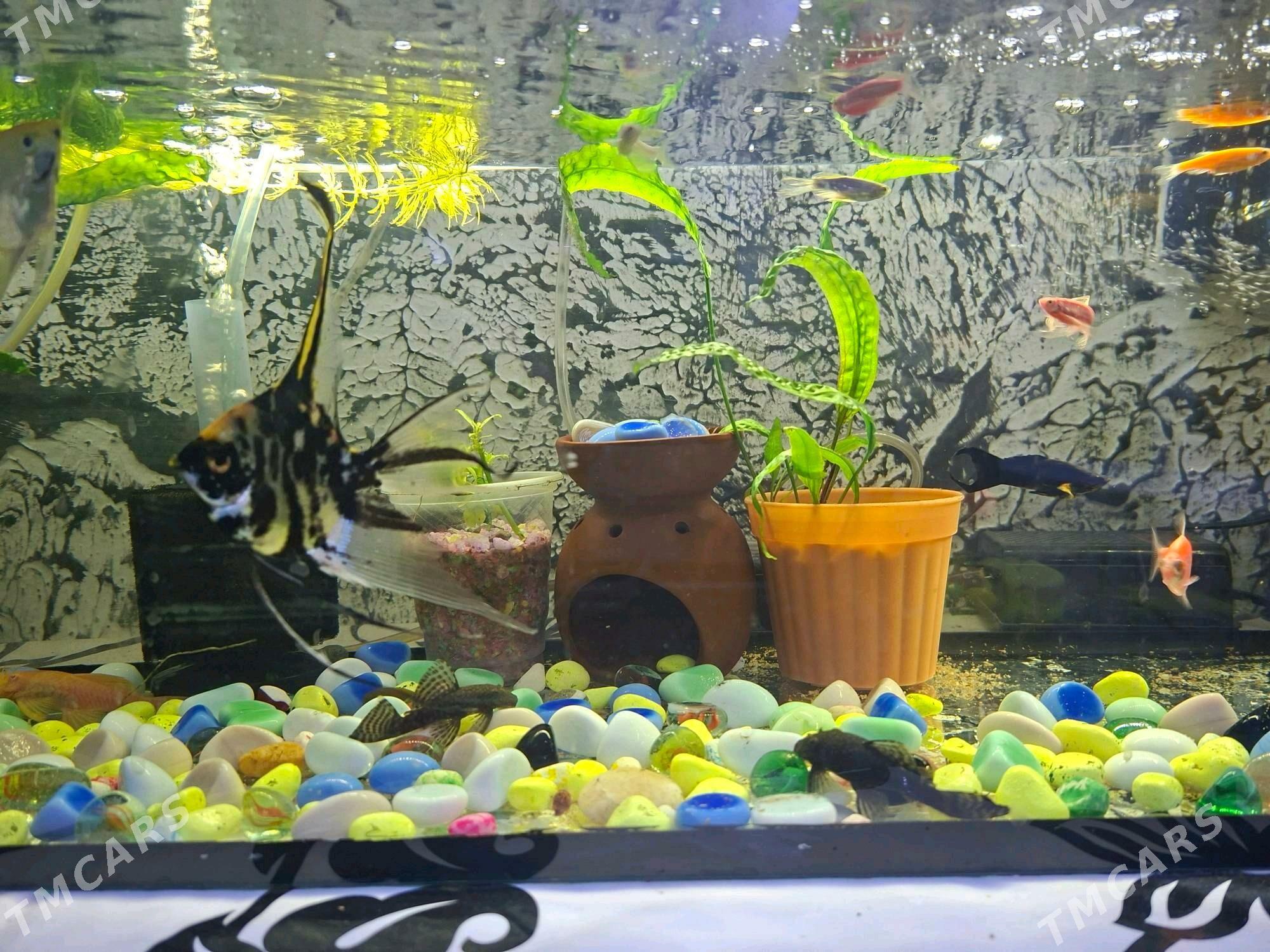 Аквариум - Büzmeýin GRES - img 5