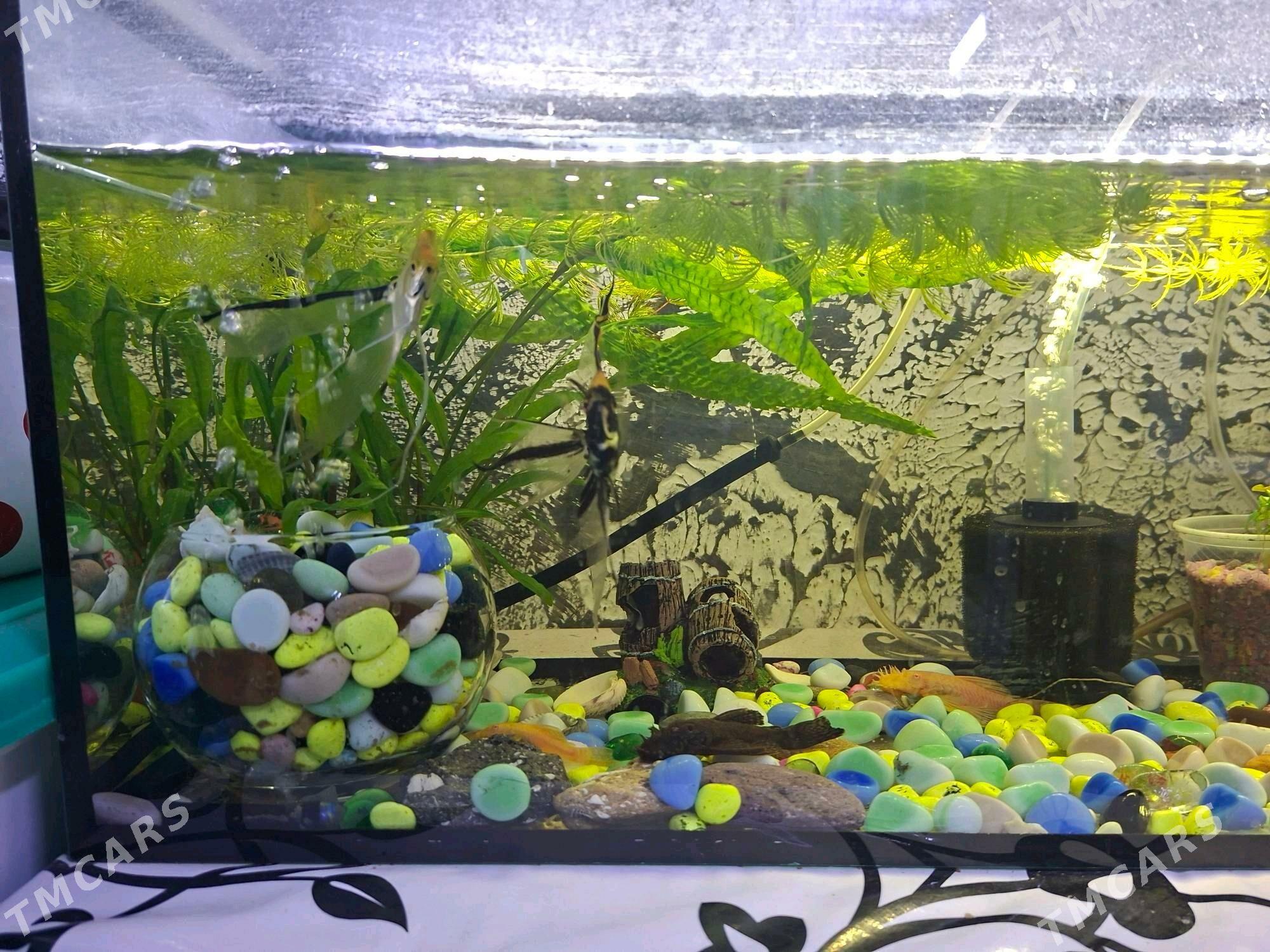 Аквариум - Büzmeýin GRES - img 2