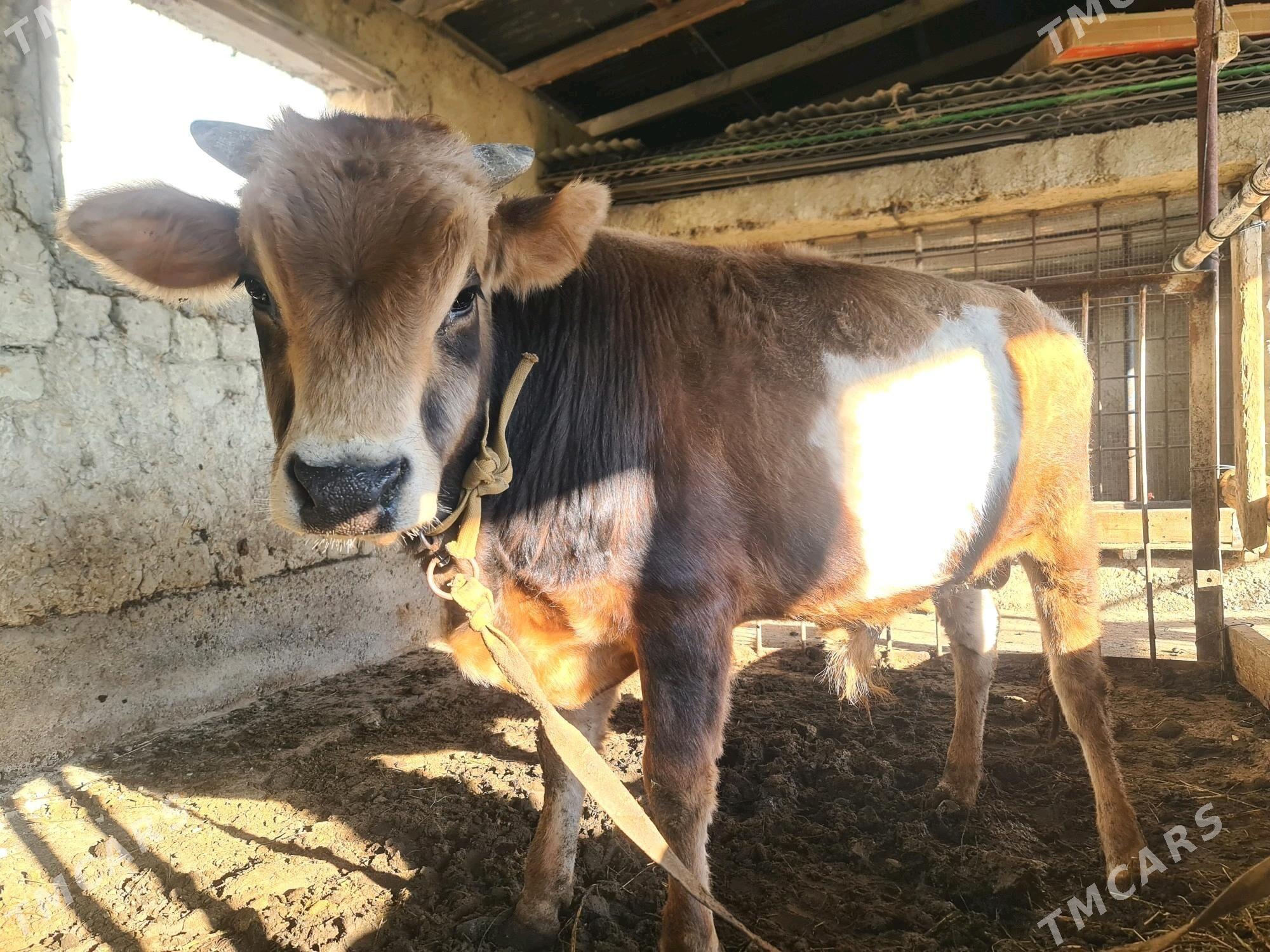 öküz - Gökdepe - img 6