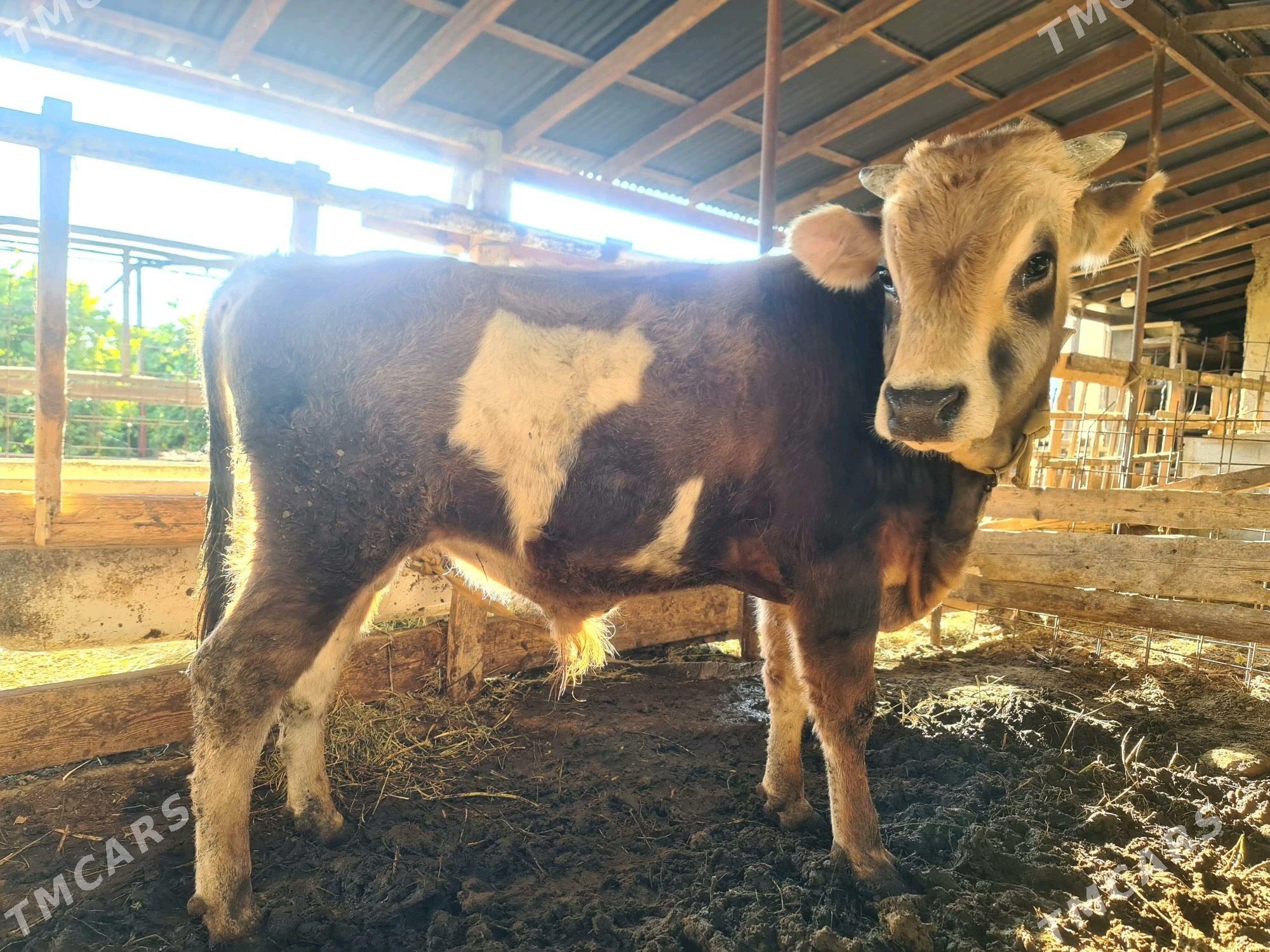 öküz - Gökdepe - img 3