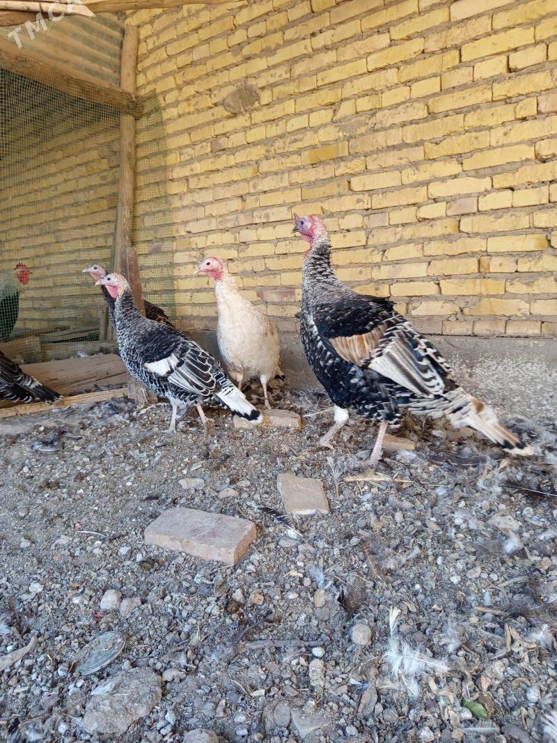 индюклар - Türkmenabat - img 2