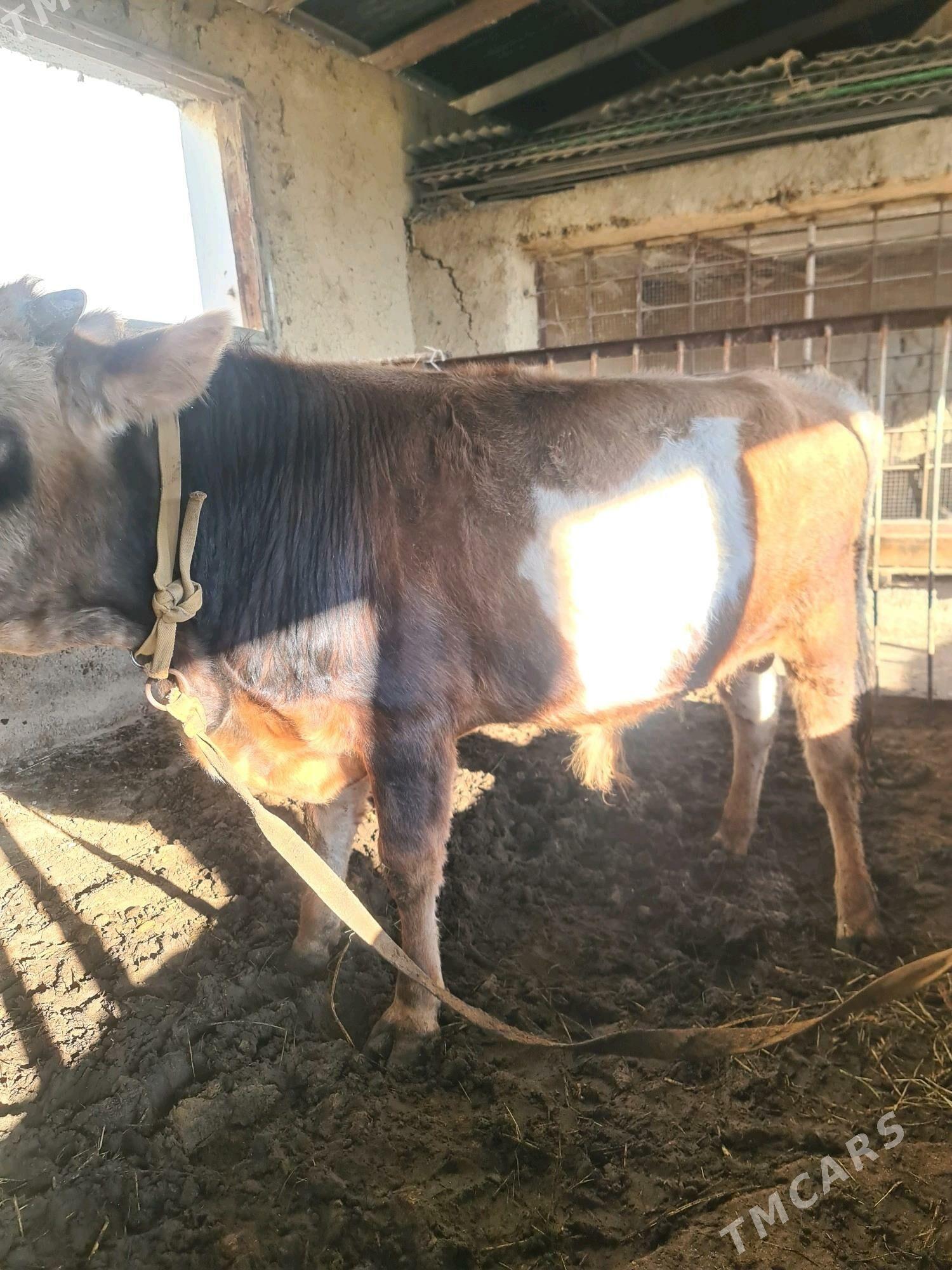 öküz - Gökdepe - img 4