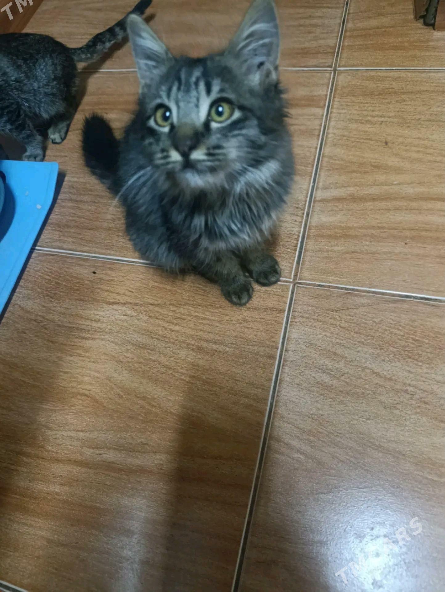 Котята - Mary - img 4