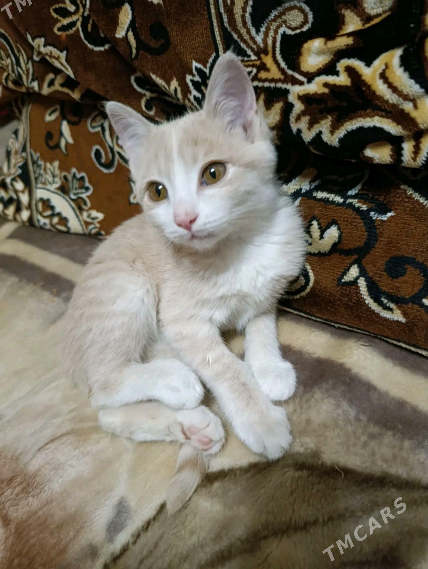 Котята - Mary - img 3