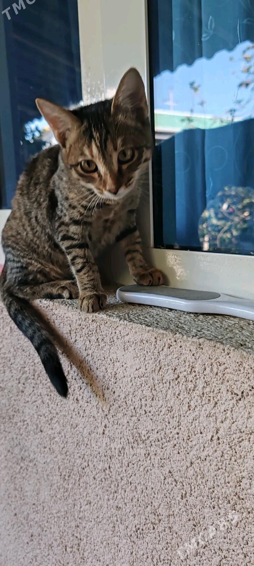 Котята - Mary - img 2