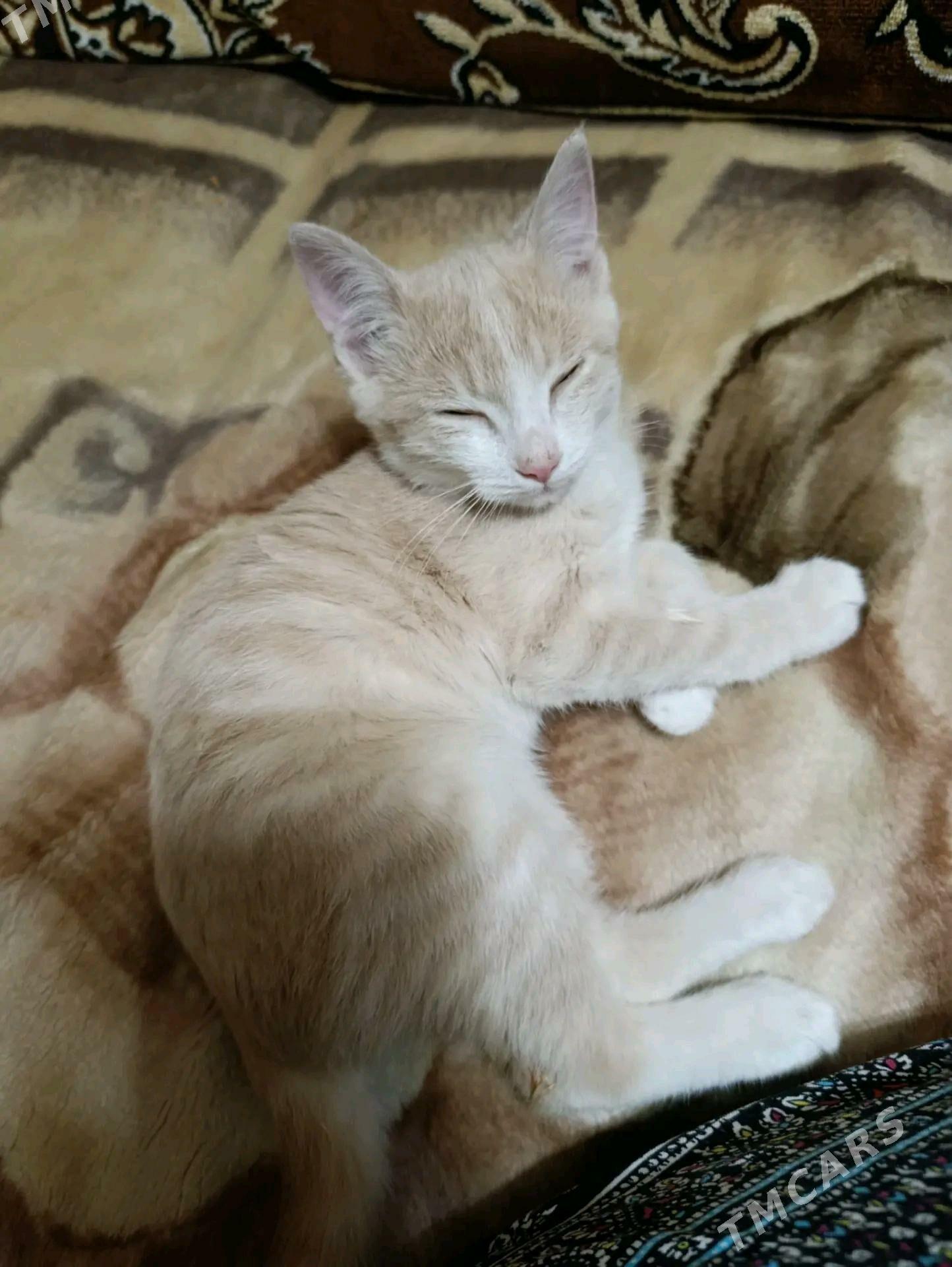 Котята - Mary - img 5