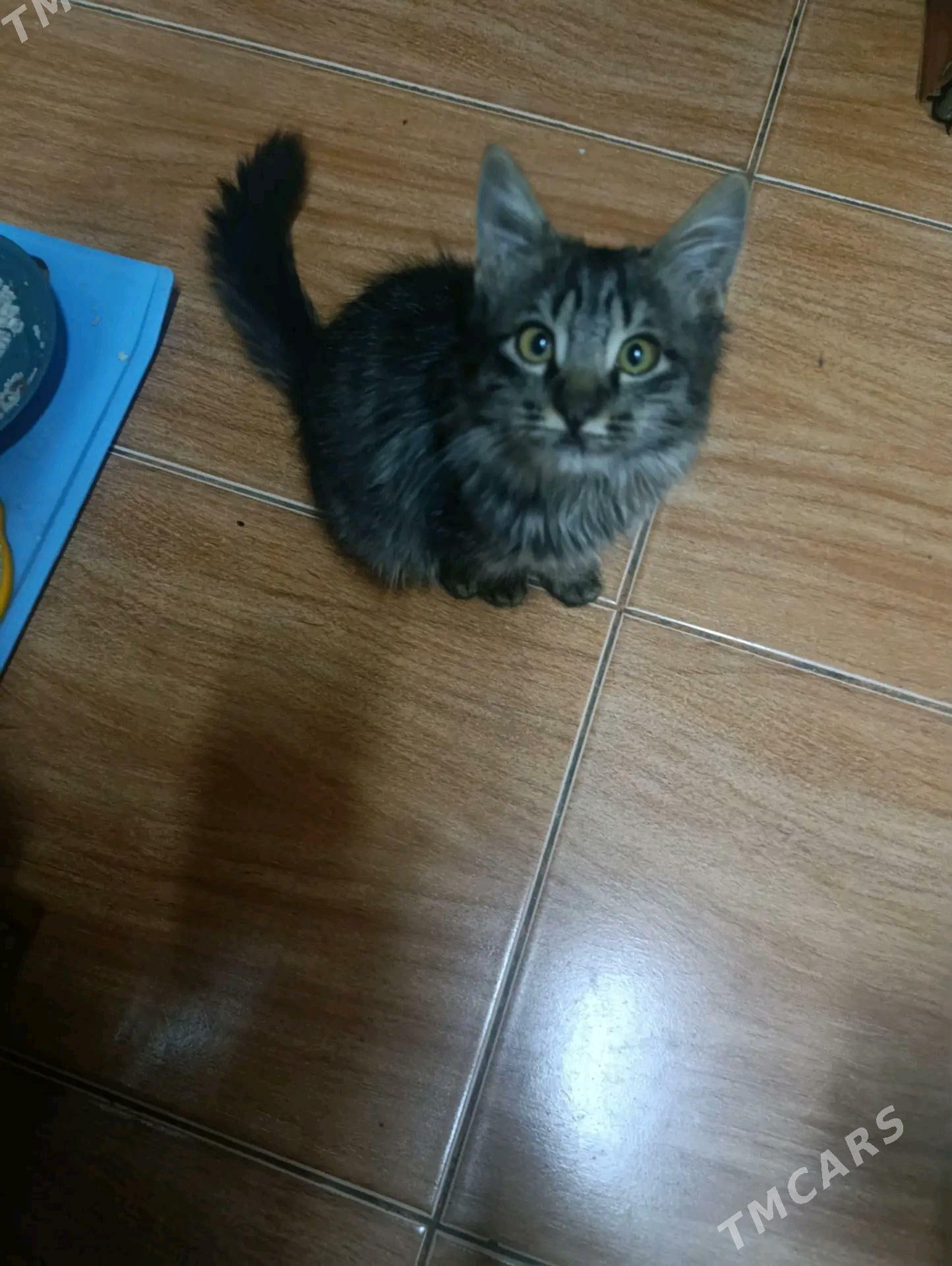 Котята - Mary - img 6