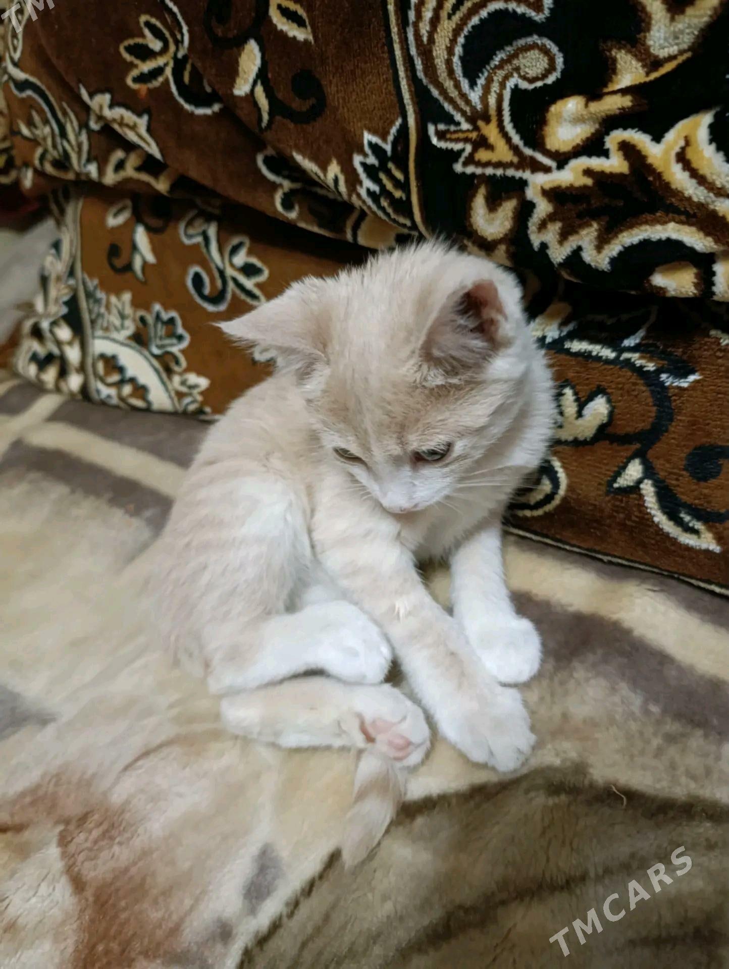 Котята - Mary - img 8