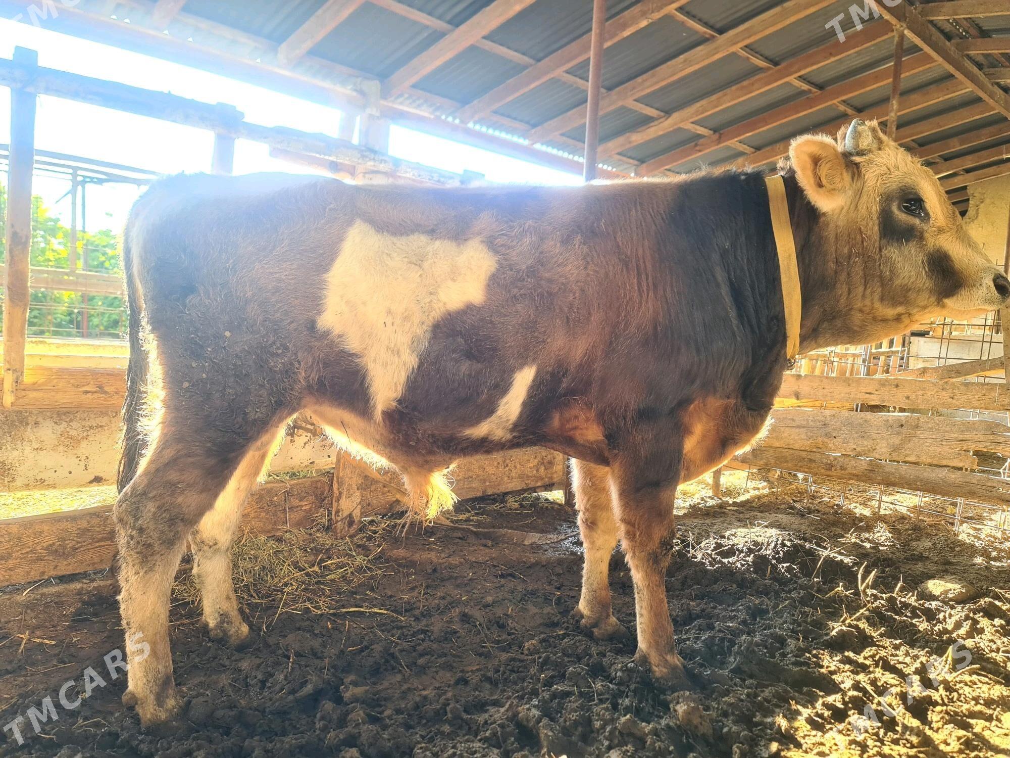 öküz - Gökdepe - img 2