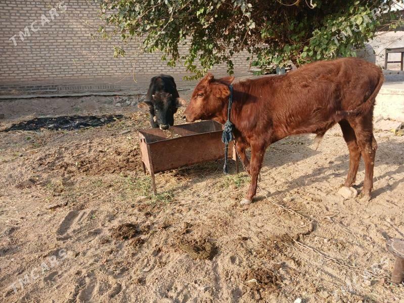 Okuzce - Mary - img 2