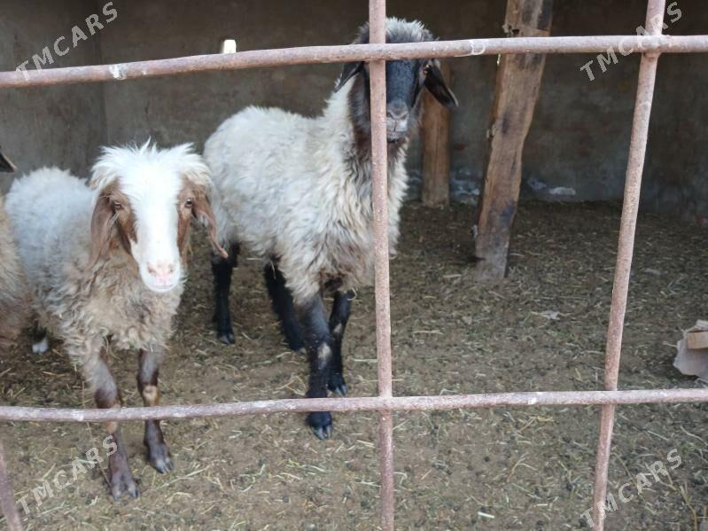 goyunlar - Мары - img 2