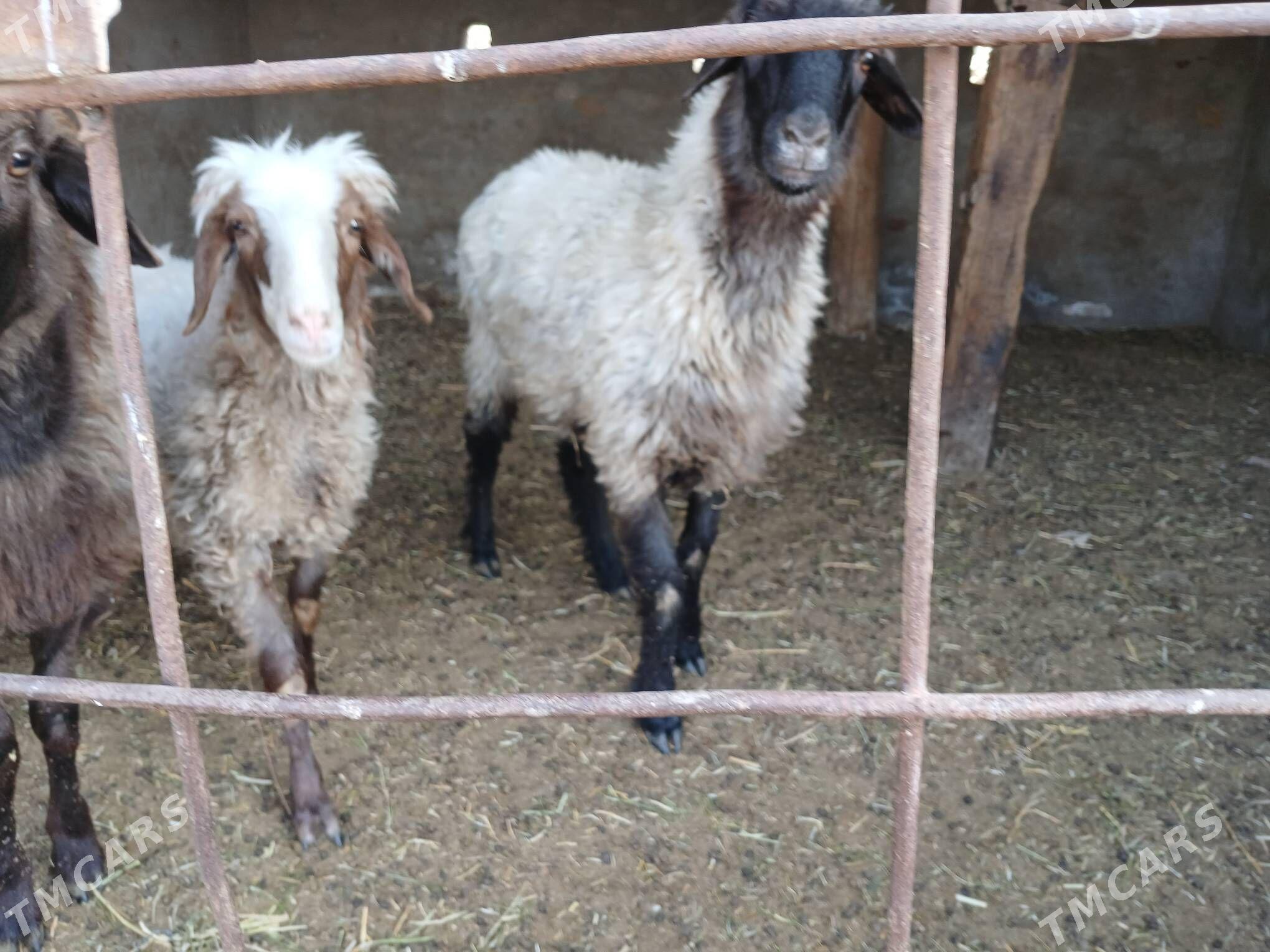 goyunlar - Мары - img 1