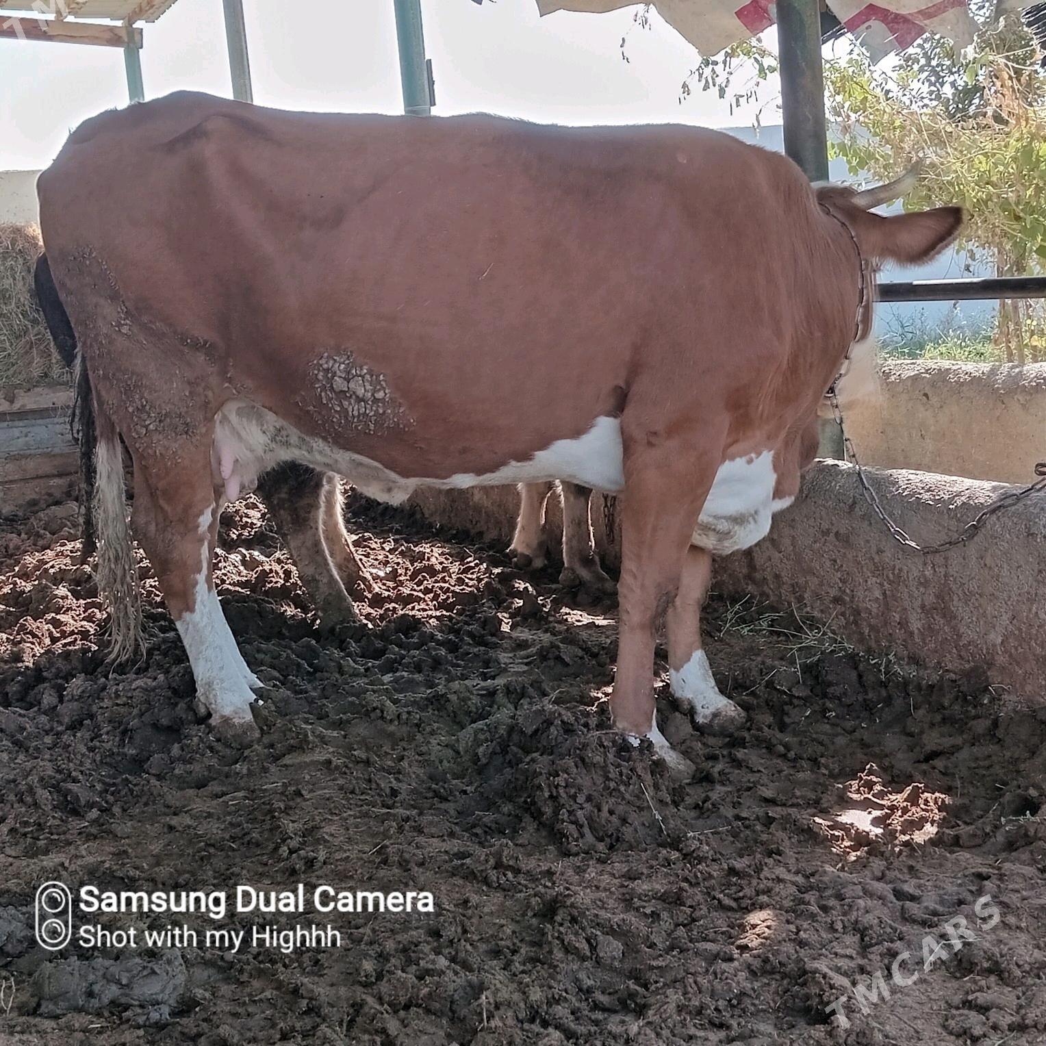 bakylan sygyr okuz - Гёкдепе - img 2