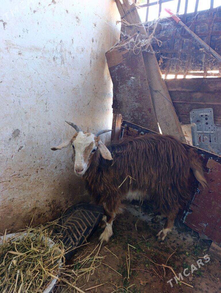 Cewis - Kaka - img 2