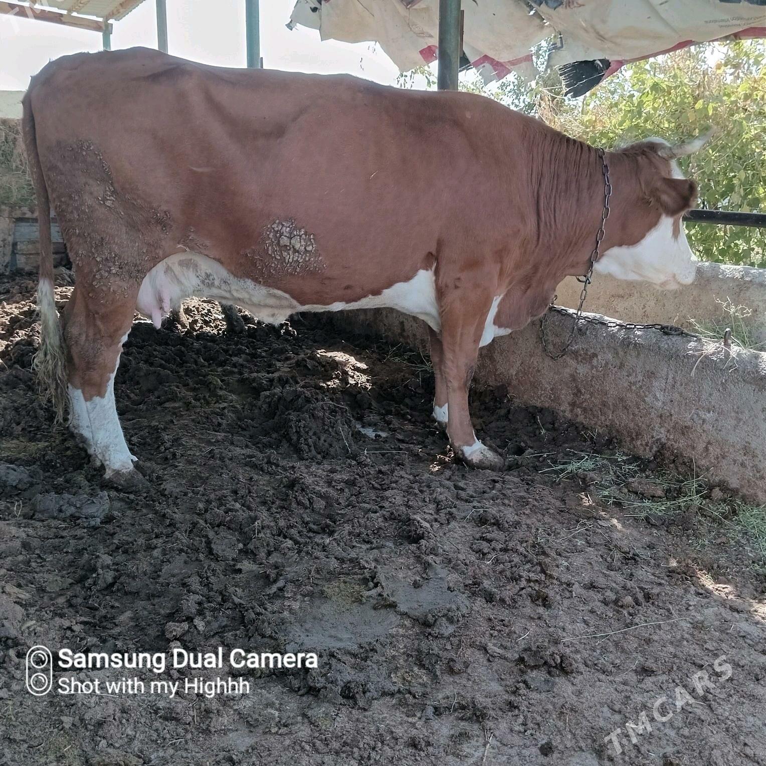 bakylan sygyr okuz - Гёкдепе - img 3