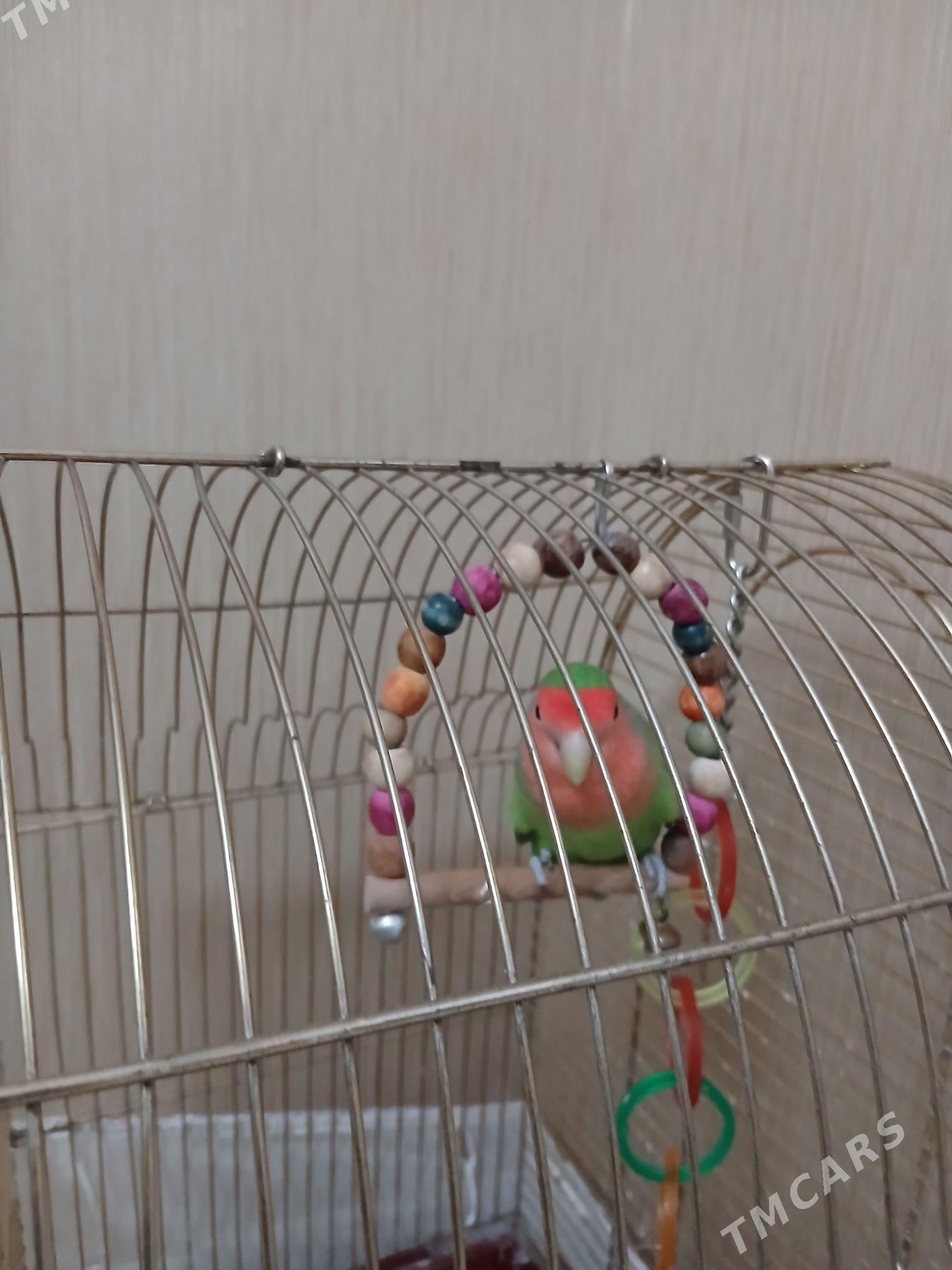 popugaÿ guş - Балканабат - img 2