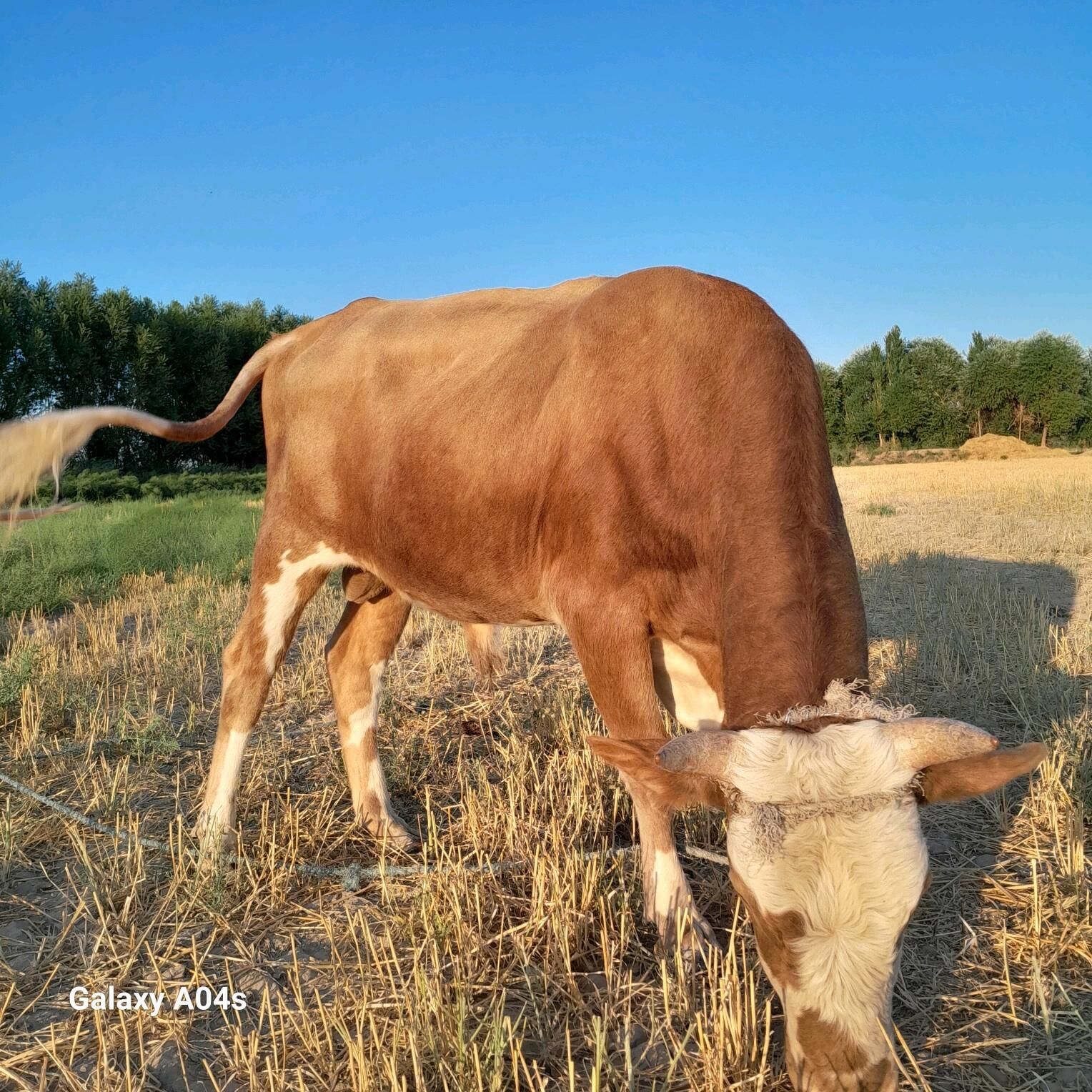 Ökuz Mall - Boldumsaz - img 2