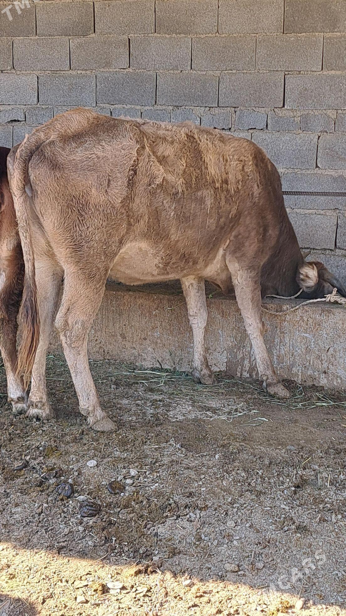 Gysyr Sygyr - Бахарден - img 3