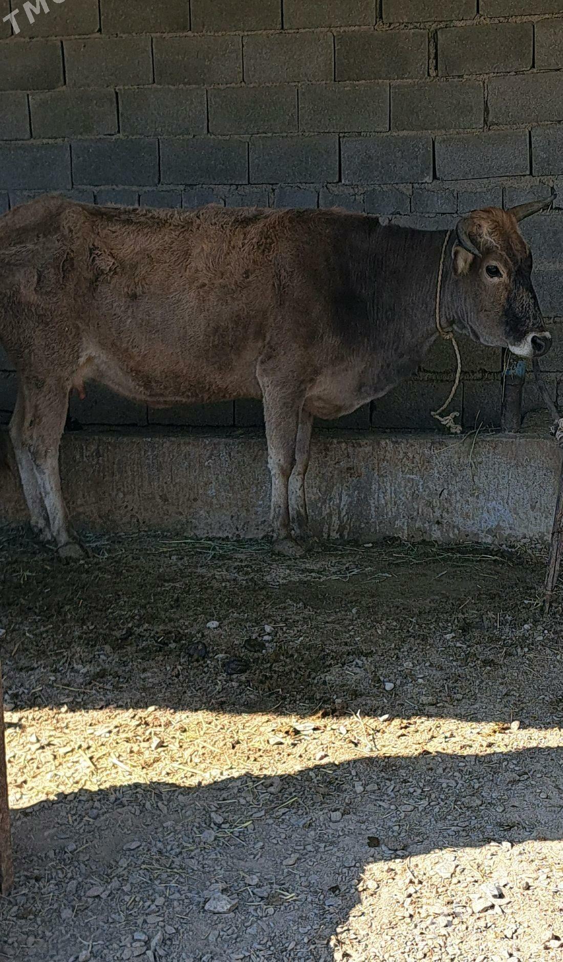 Gysyr Sygyr - Бахарден - img 2