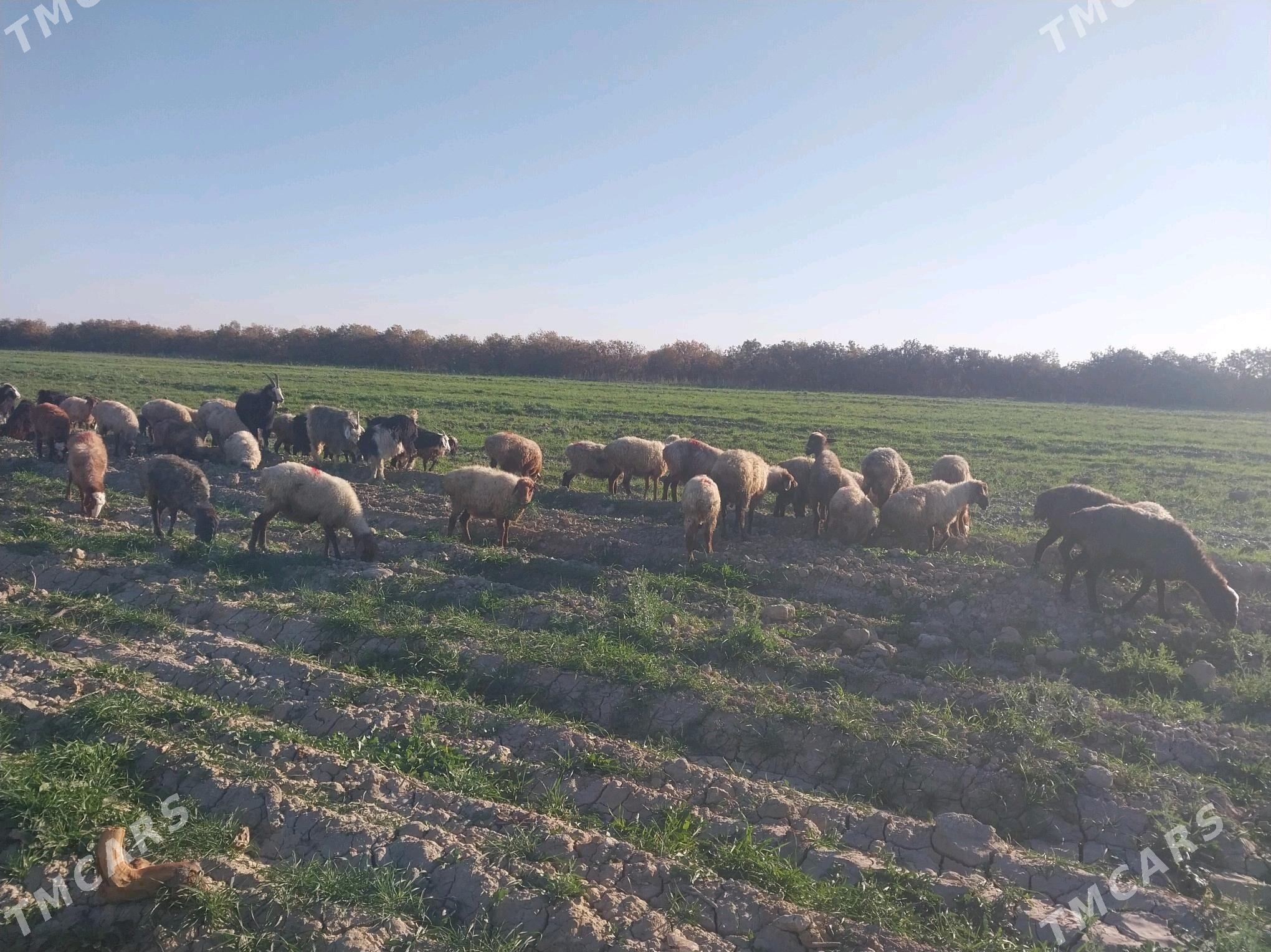 Goyun - Gyzylarbat - img 5