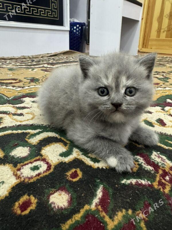 pisik britanski - Дашогуз - img 3