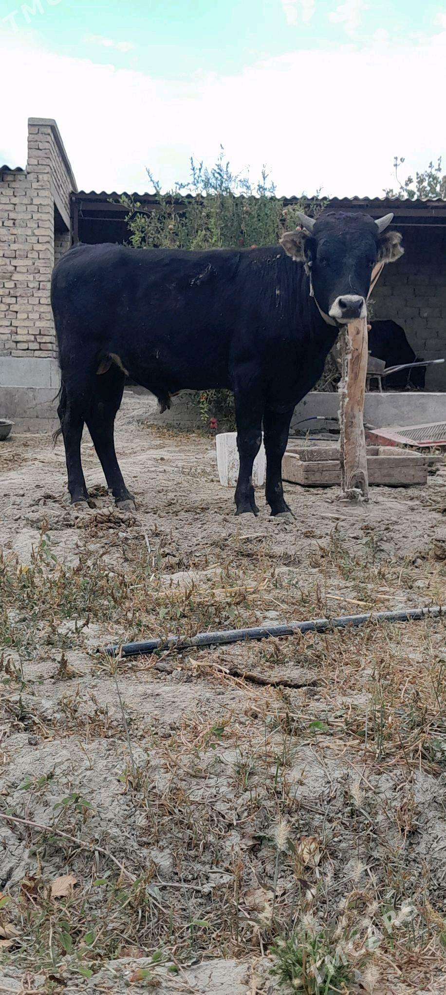 okiz - Bäherden - img 1