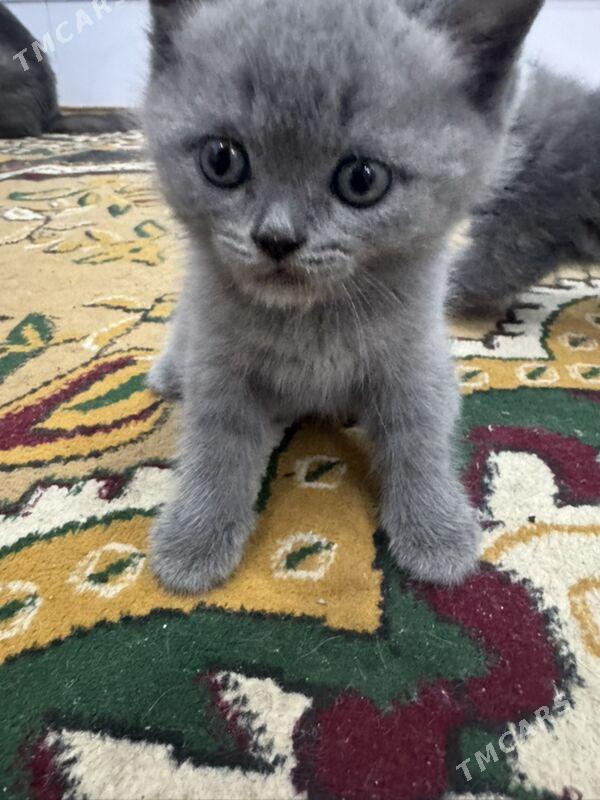 pisik britanski - Дашогуз - img 2