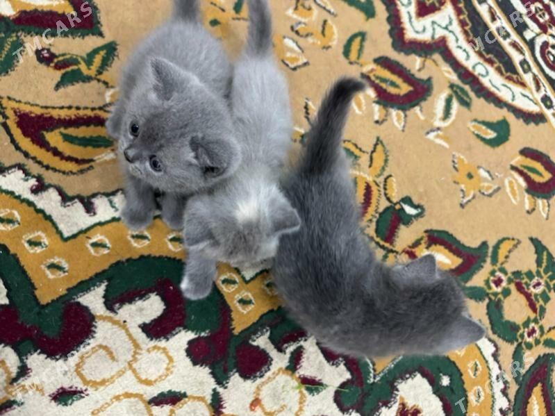 pisik britanski - Дашогуз - img 4