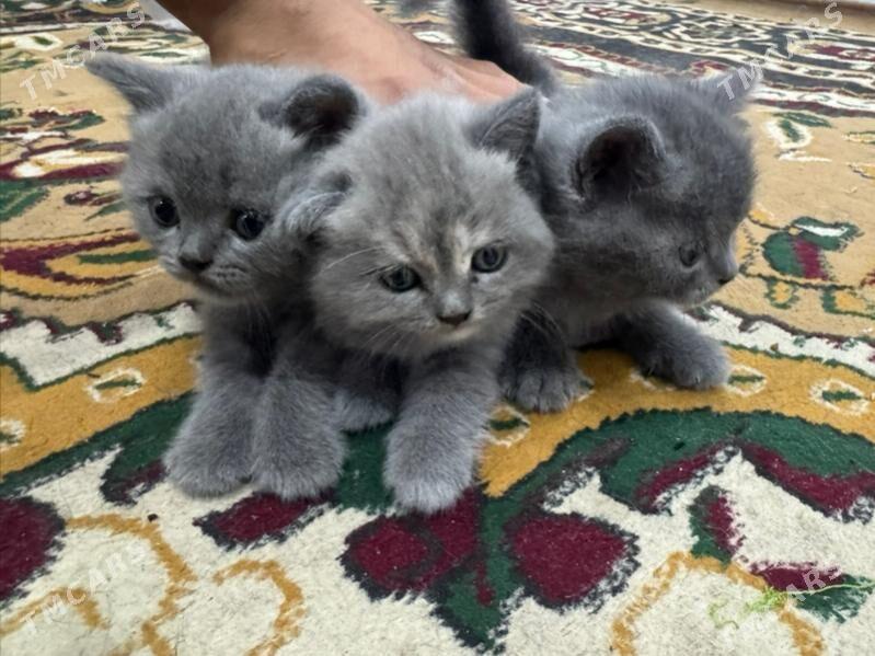 pisik britanski - Дашогуз - img 1