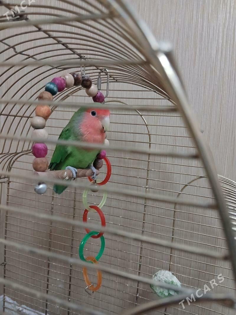 popugaÿ guş - Балканабат - img 3