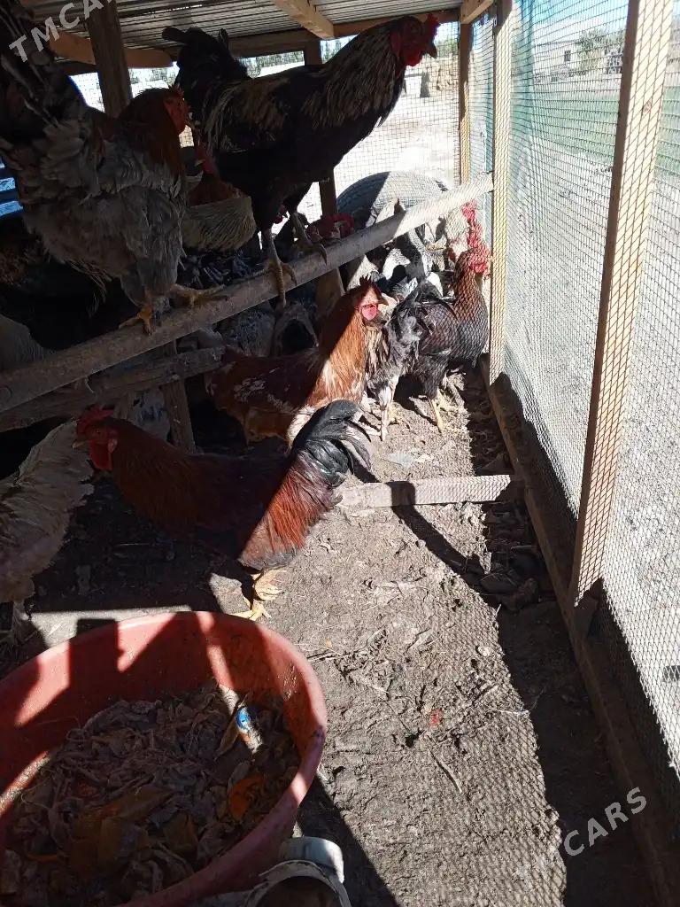 towuk horaz - Garabekewül - img 8