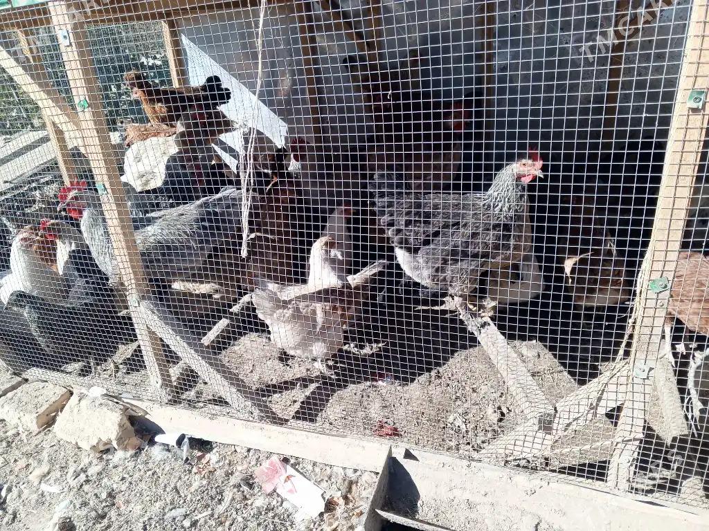 towuk horaz - Garabekewül - img 7