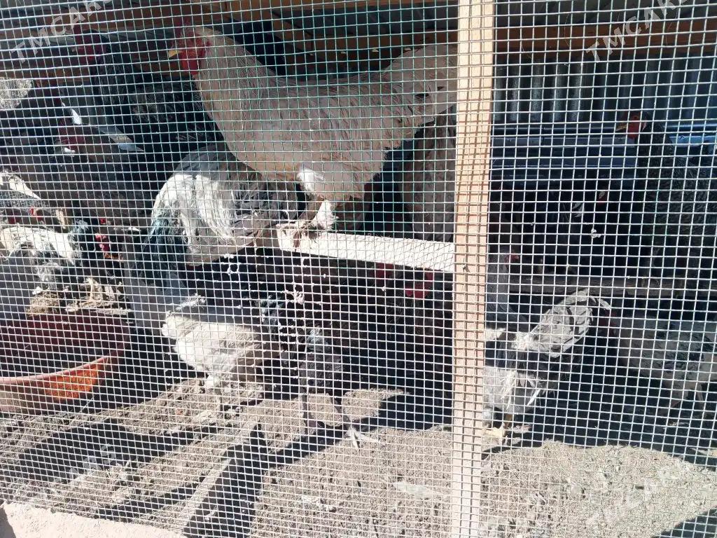 towuk horaz - Garabekewül - img 6