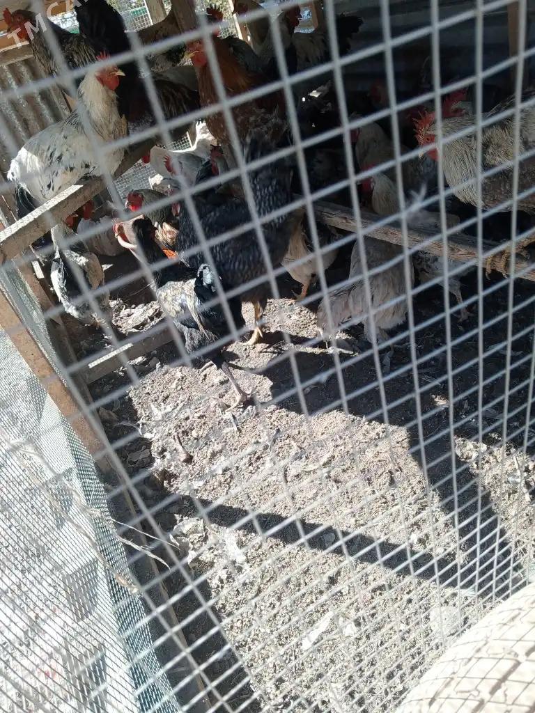 towuk horaz - Garabekewül - img 4