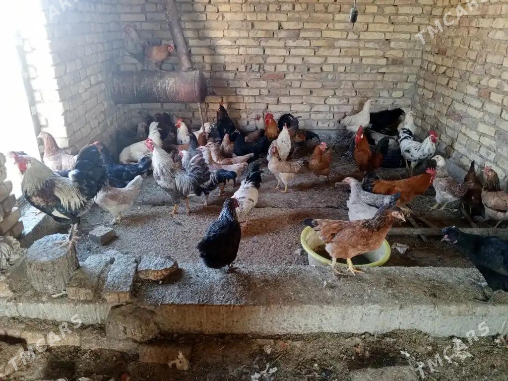 towuk horaz - Garabekewül - img 2