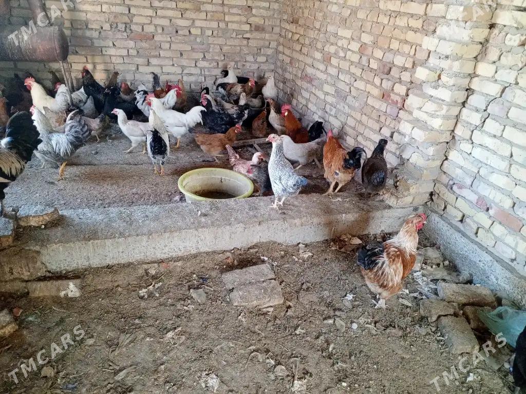 towuk horaz - Garabekewül - img 3