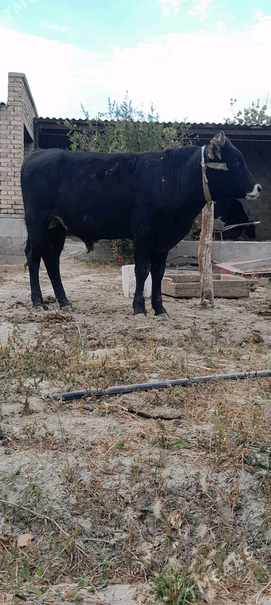 okiz - Bäherden - img 2