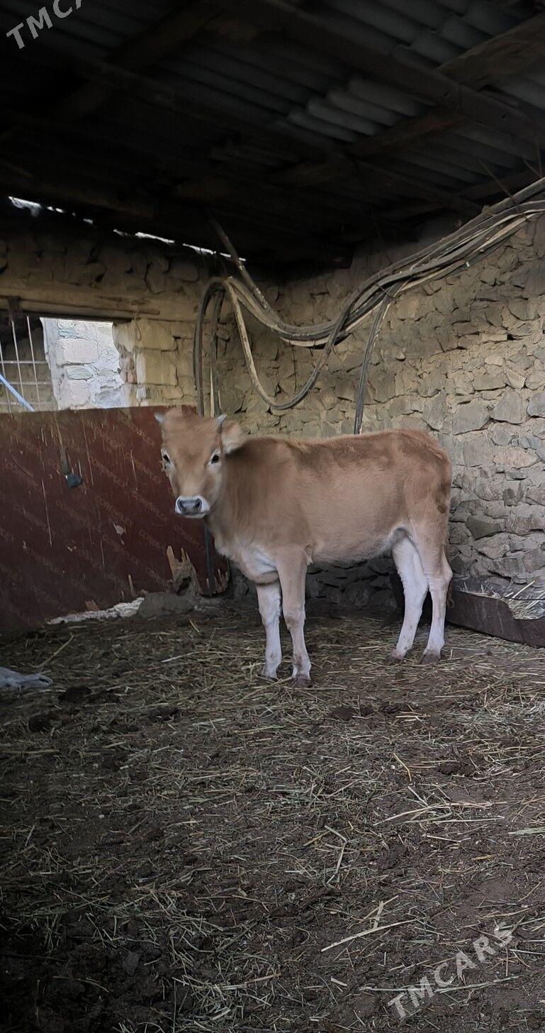 Gacar - Bereket - img 2