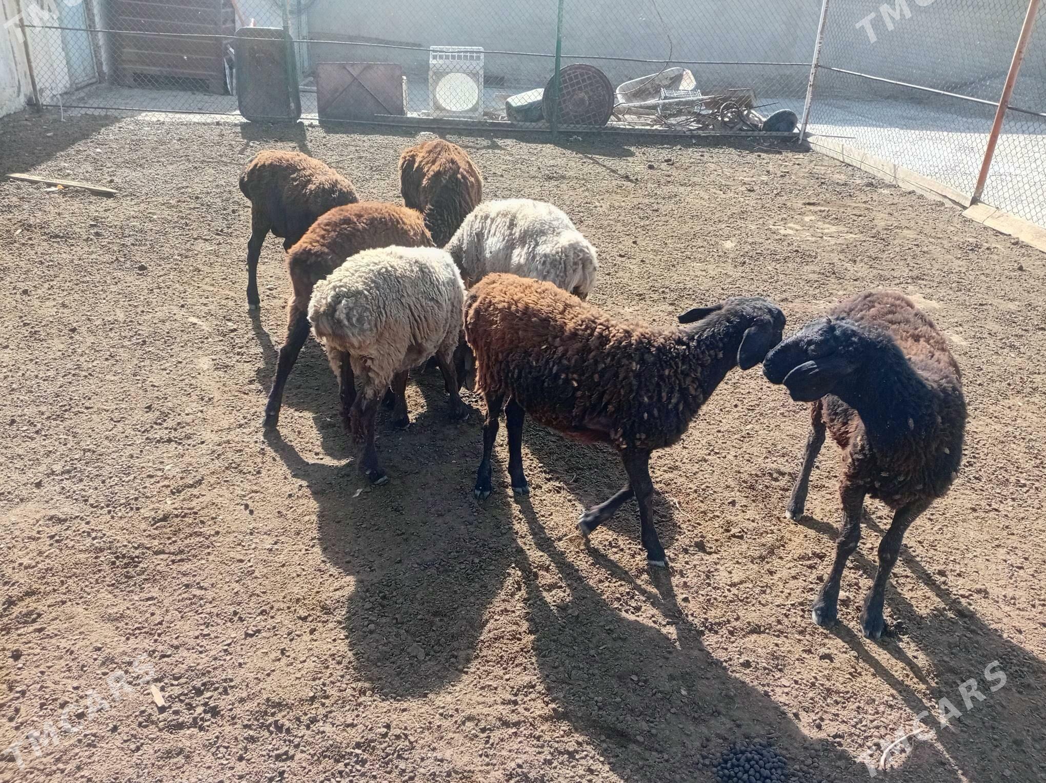 Goÿunlar - Яшлык - img 2