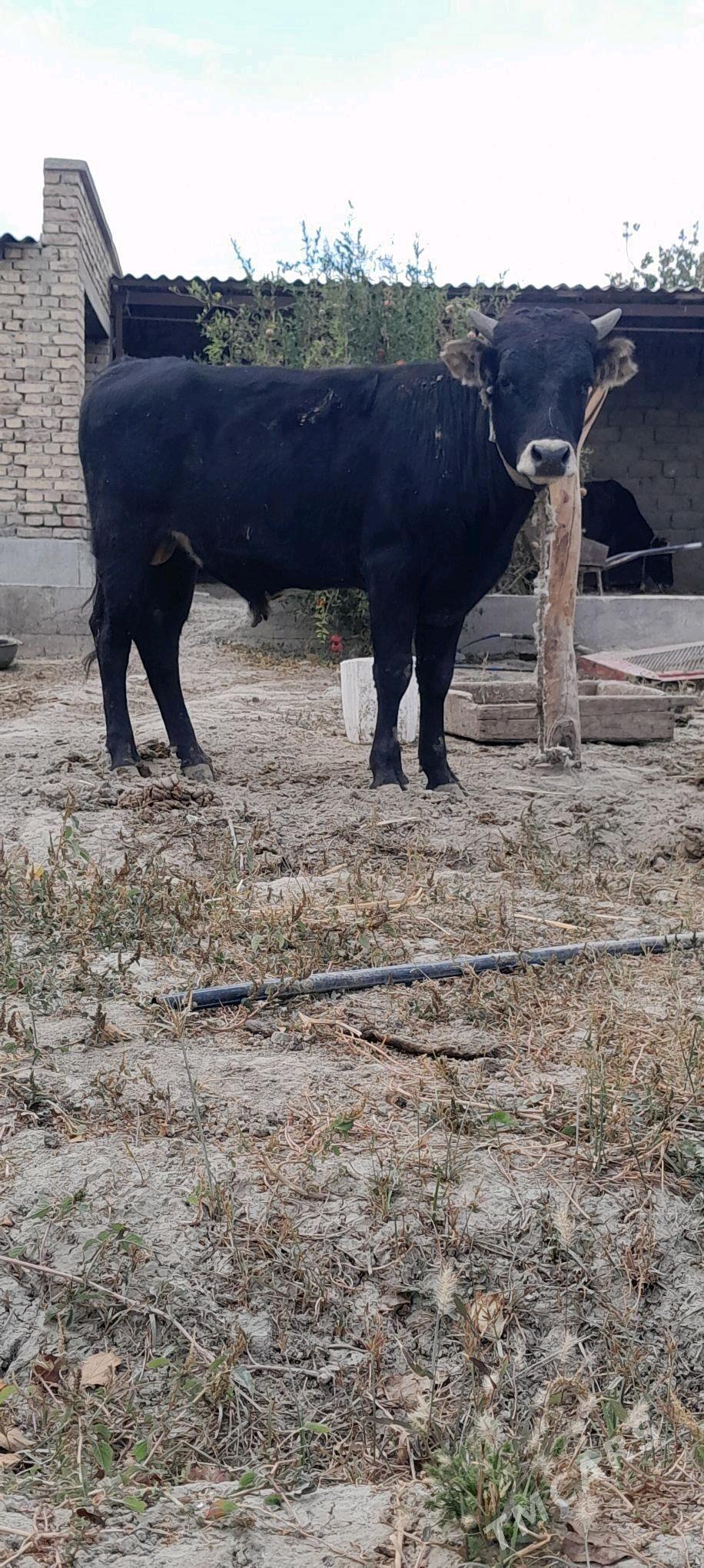 okiz - Bäherden - img 3