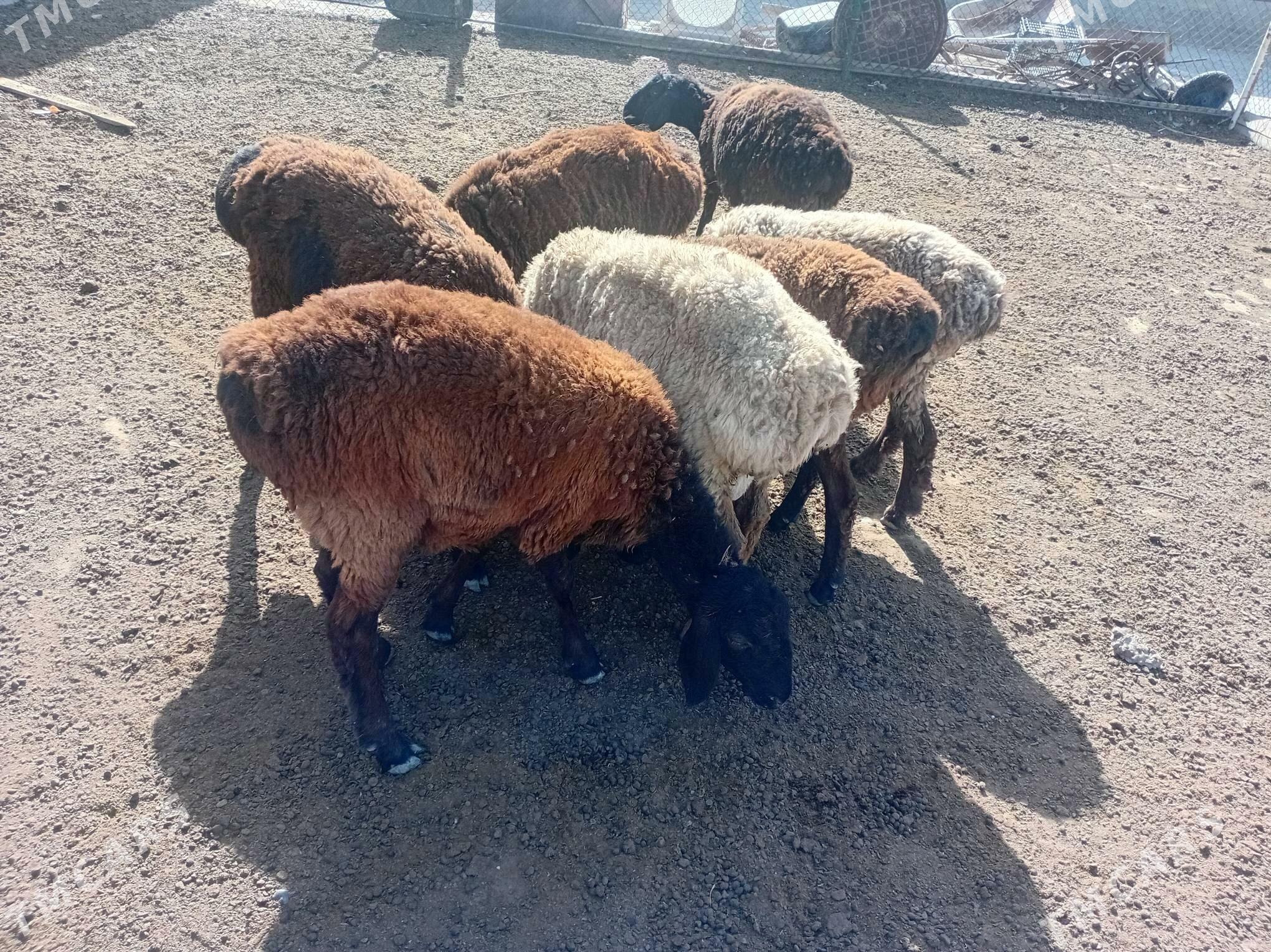 Goÿunlar - Яшлык - img 1