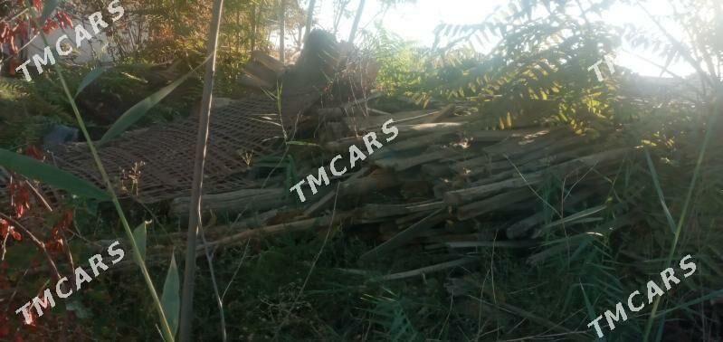 Ağaçlar - Aşgabat - img 2