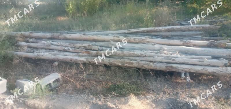 Ağaçlar - Ашхабад - img 1