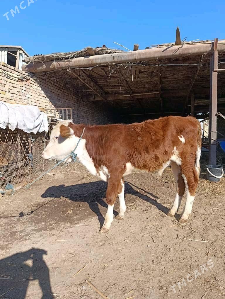 ARGİNAL. SMENTAL. ÖKÜZÇE - Туркменабат - img 1